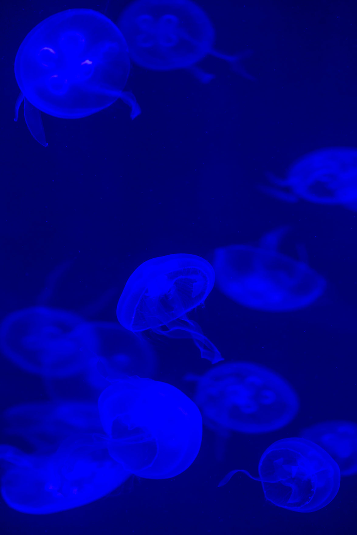 Science Center aquarium preview